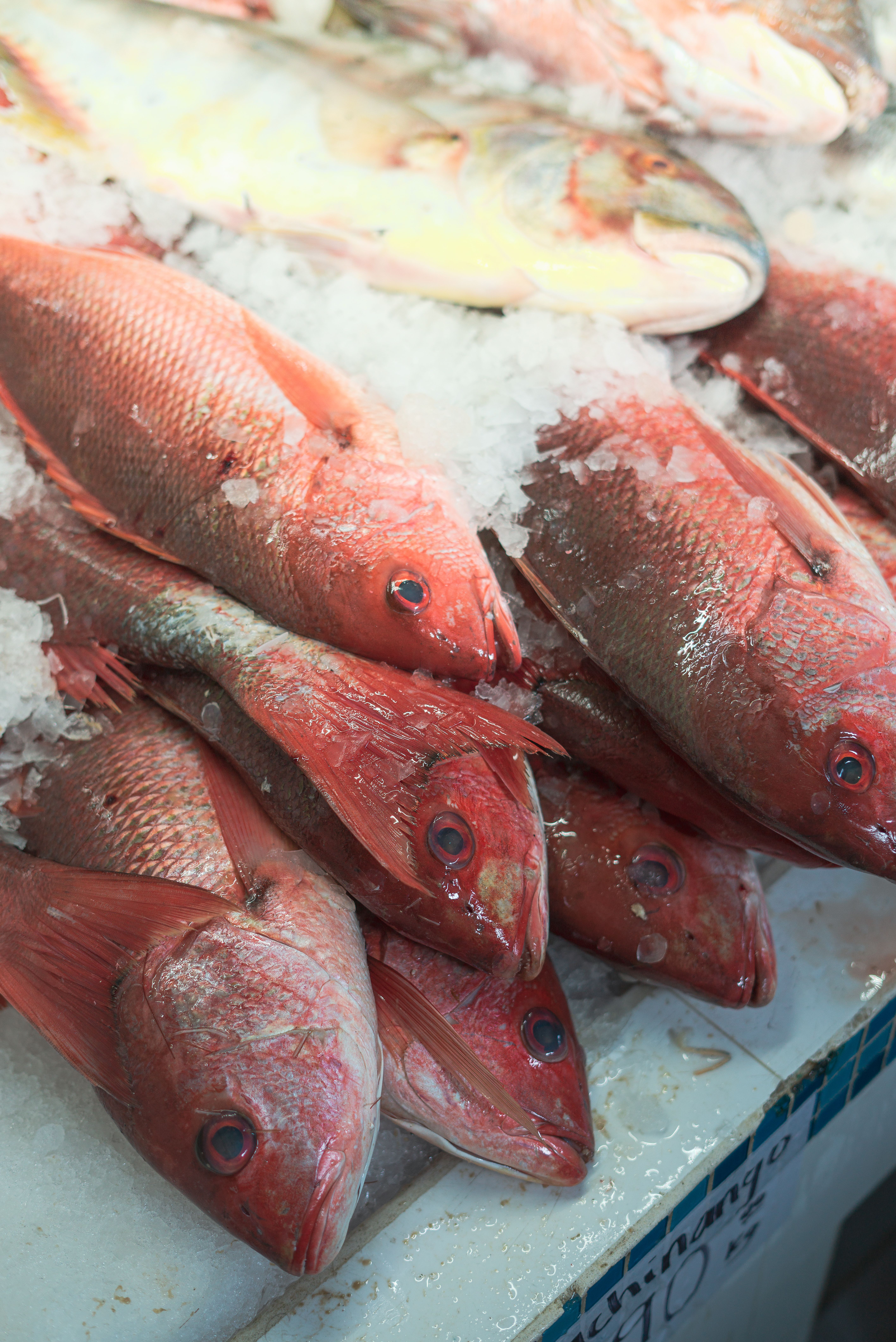 Fresh red snapper displayed on ice
